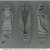 musch cribrellum pupa2 volg111
